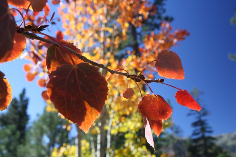 Lake Tahoe fall hikes: close up of fall colors on trees
