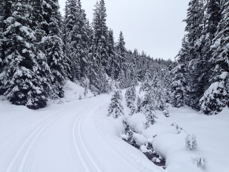 groomed ski trail, choosing a trail