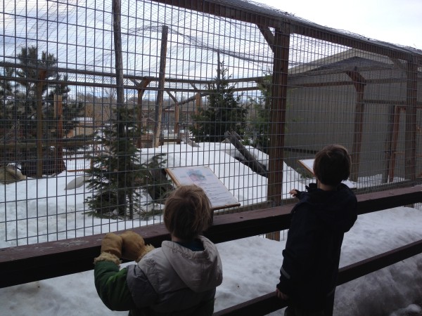 Making friends at the Yellowstone Wildlife Sanctuary