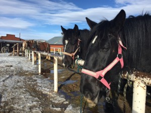 Sombrero Stables at Snow Mountain Ranch offers trail rides, sleigh rides and dinner rides. 