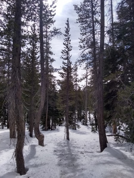 forest near Mammoth Mountain