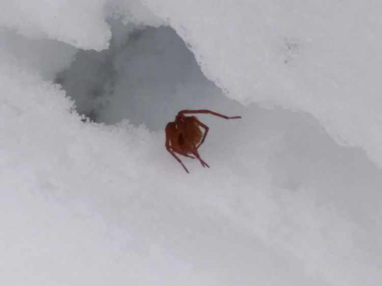 spider surrounded by snow