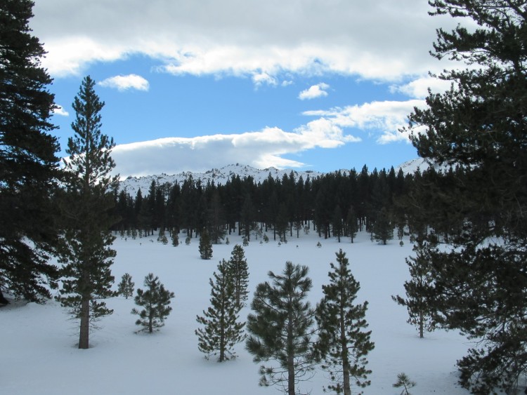 view of trees with snow capped mountains in background
