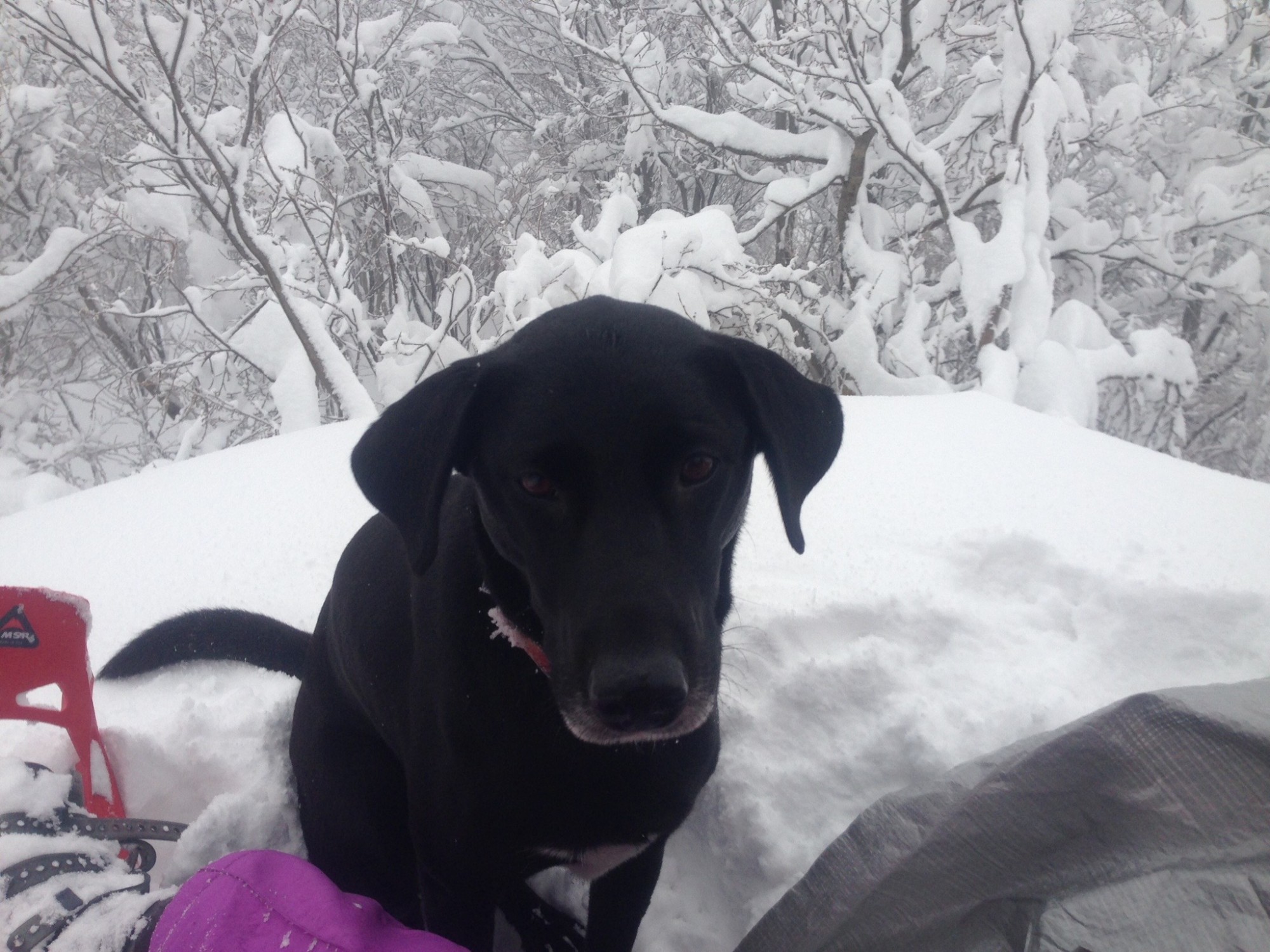 dog in the snow - Goodmacher