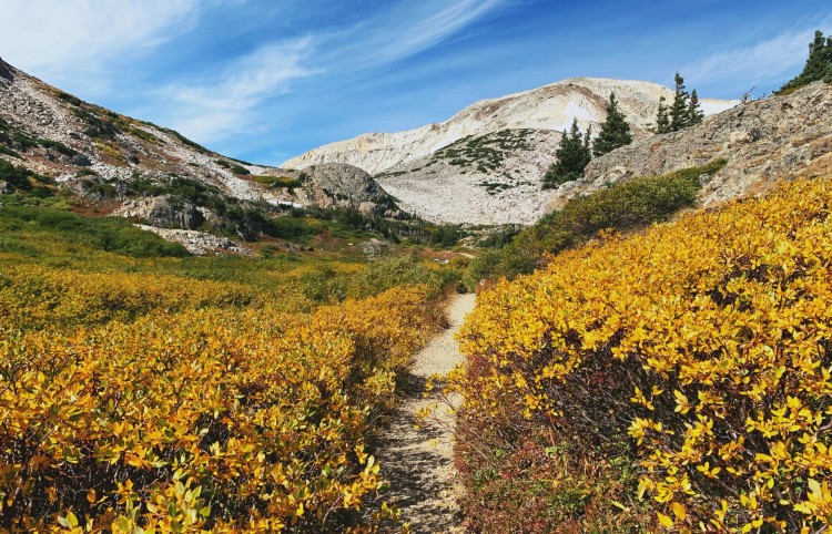 a trail surrounded by flowers with mountains in background