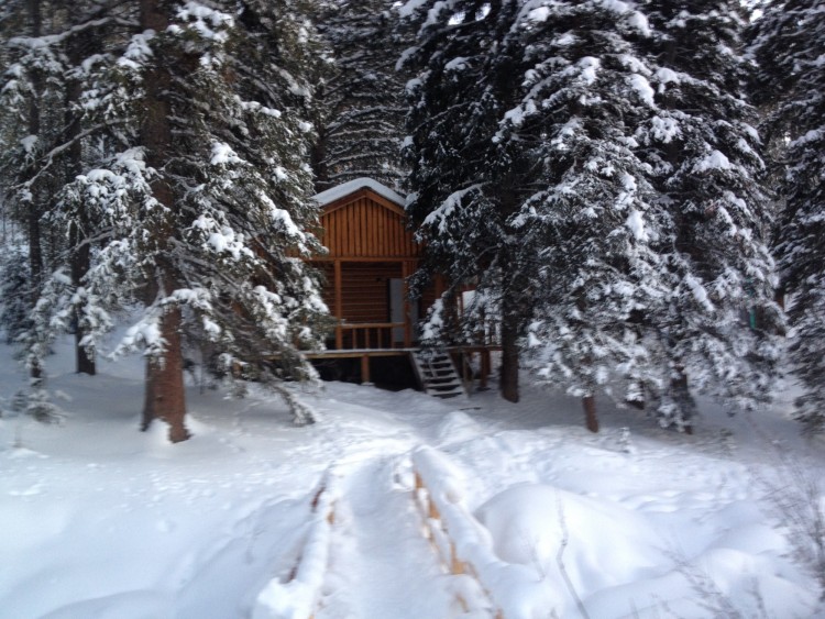 cabin in winter hiding between trees in the woods