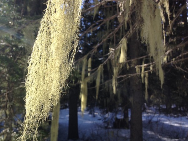 Lichen decorates the trees along the snowshoe/ski trails.
