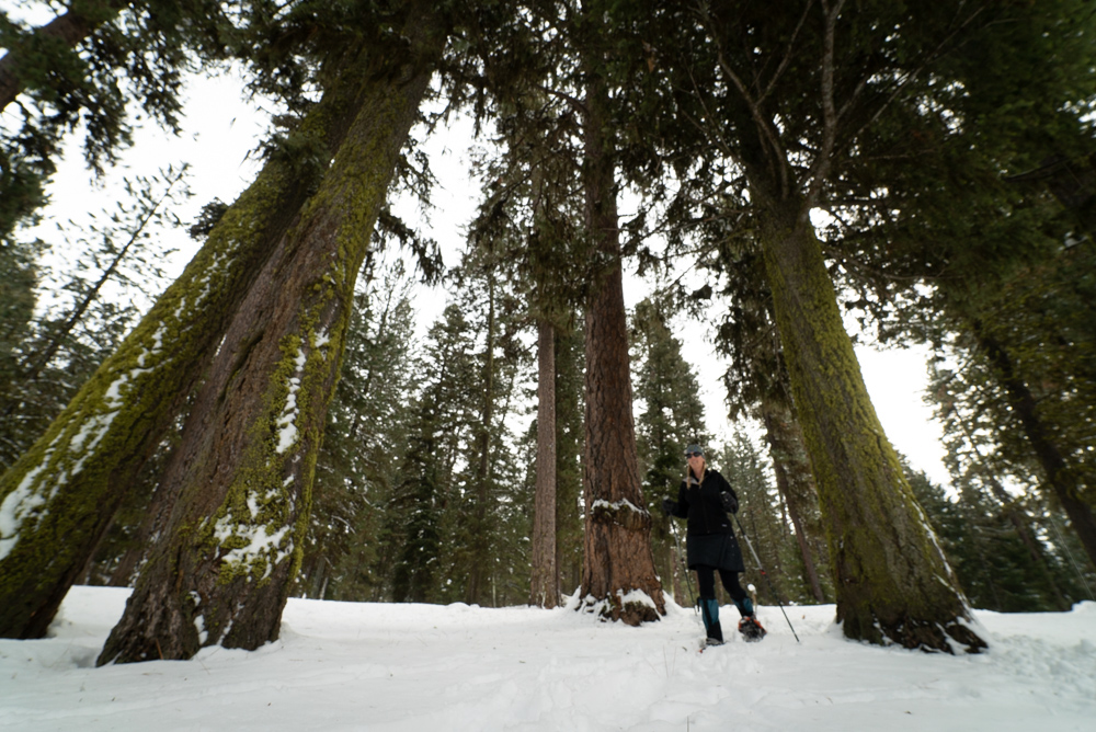 woman snowshoeing among large trees in McCall Idaho
