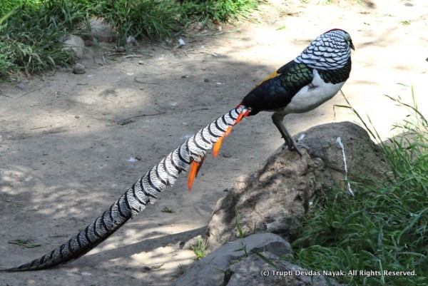 Lady_Amherst_Pheasant