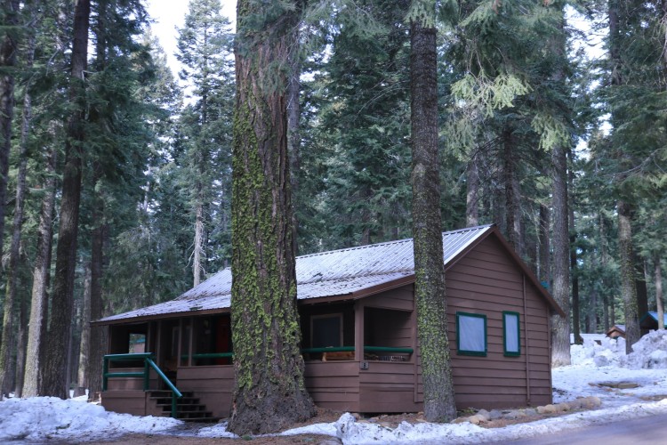 cabin in the woods with large trees surrounding and snow on the ground
