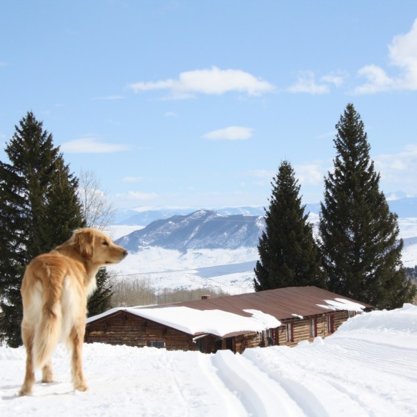 dog on hill overlooking cabin and mountains