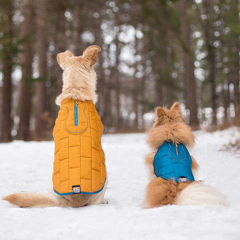 two dogs sitting next to each other in snow with Kurgo Loft Jackets