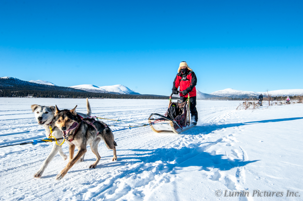 close up of person and dogs while dog sledding in Yukon