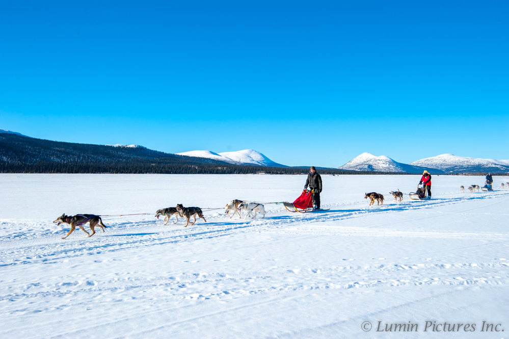 person dog sledding under bright blue sky in Yukon in winter