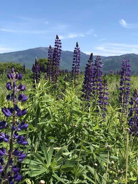 lupines in White Mountains, NH, nature fix book review