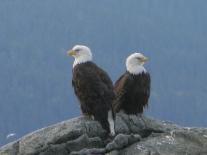 Eagles looking up Lutak Inlet