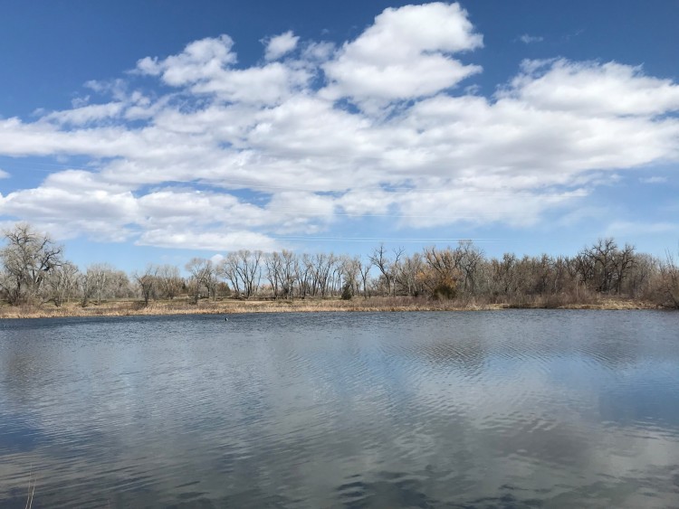 lake with trees in background and blue sky with clouds above