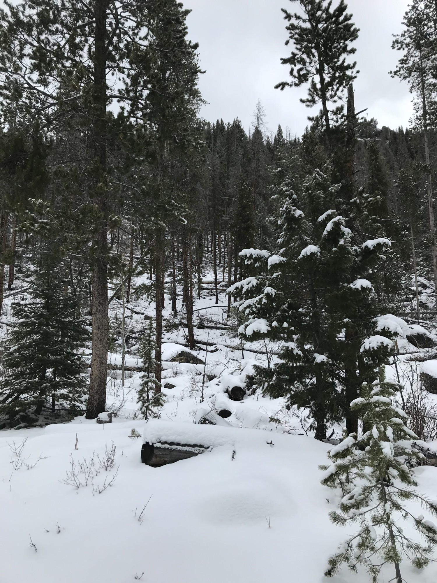 trees and forest in Arapaho National Recreational Area, Grand Lake CO