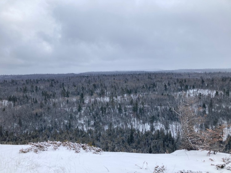 view of snowy trees from top of Mt Baldy