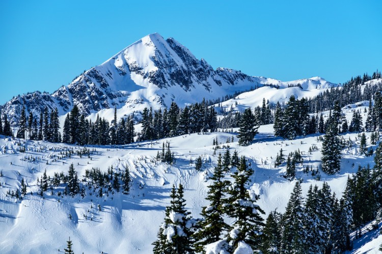 snow capped mountain and trees under blue sky - Mt Rainier