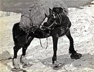 Mule on Snowshoes