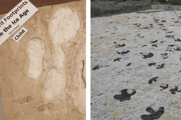 side by side L: museum exhibit of fossilized footprints in sand; R: fossilized dinosaur footprints in snow