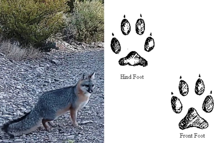 side by side L: gray fox standing in gravel with foliage behind; R: footprint reference