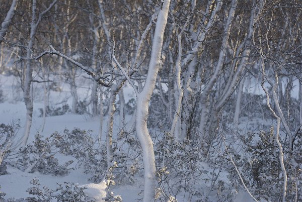 New Forest snow