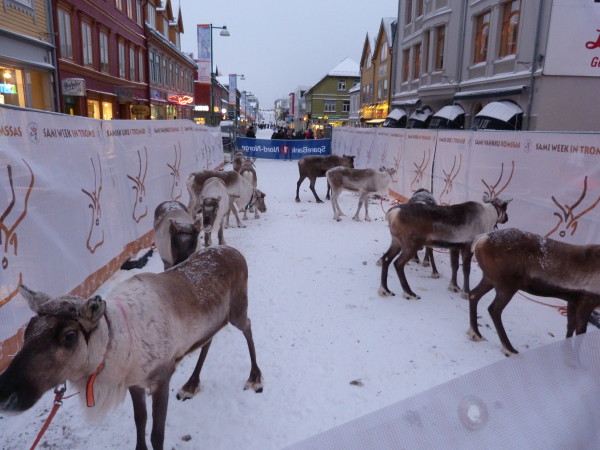 Reindeer racing on the main street: Tromso Winter Activities
