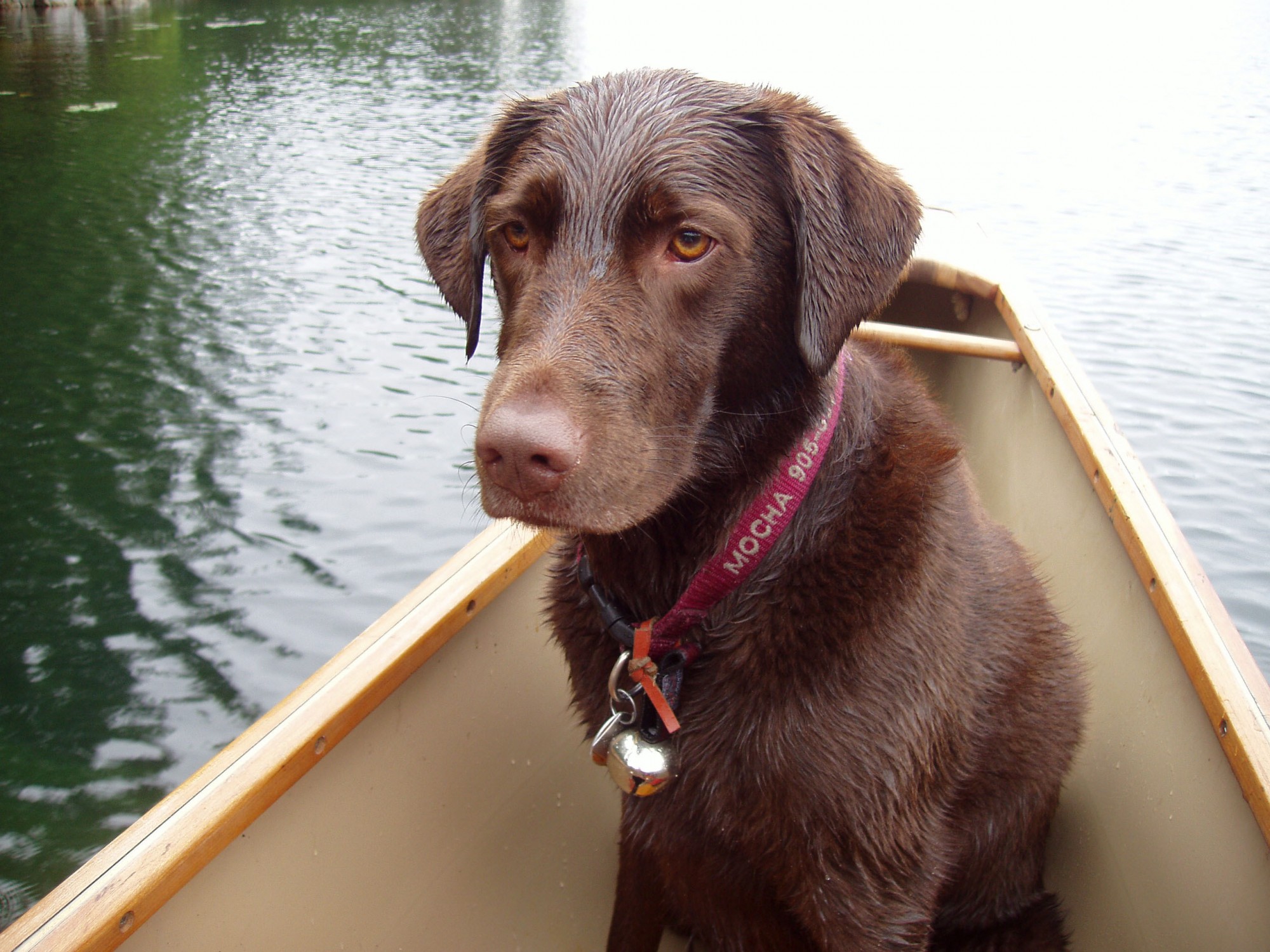 wet dog sitting in a canoe