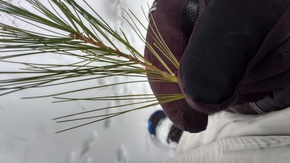 up close photo of gloved hand holding pine needles