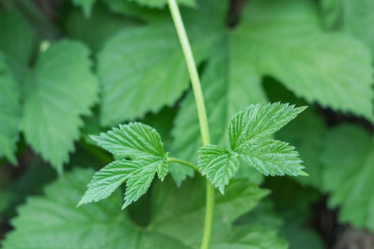 close up of poison ivy plant