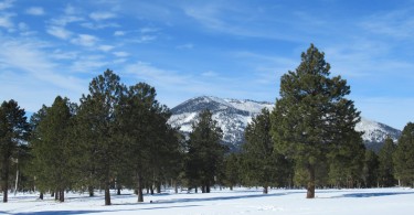 Flagstaff, Arizona- mountains, trees, blue sky