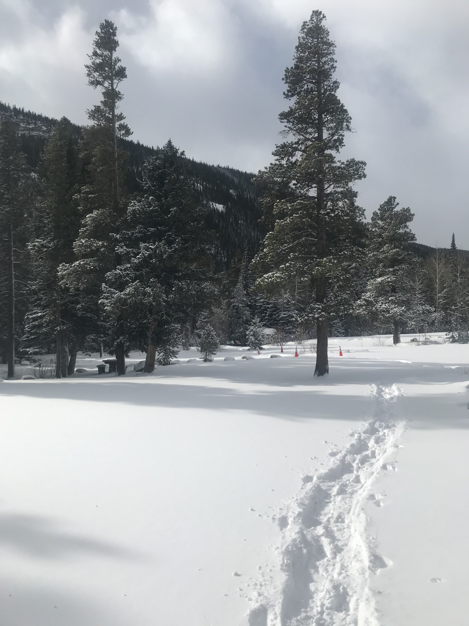 snowshoe tracks near trees and blue sky