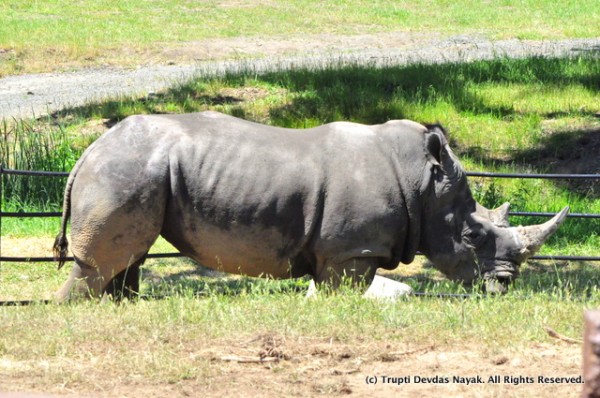 Rhino_Safari_West