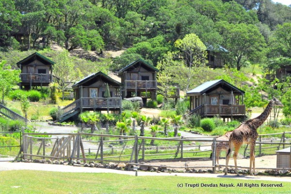 Safari_West_Glamping