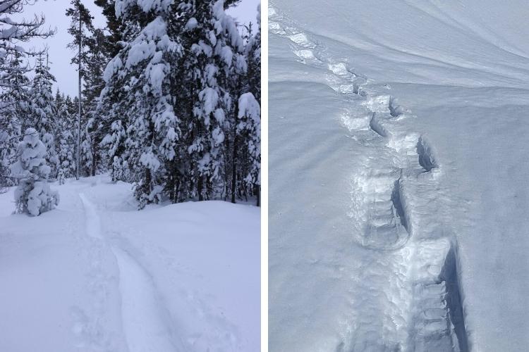 side by side: trail surrounded by trees, snowshoe tracks in snow
