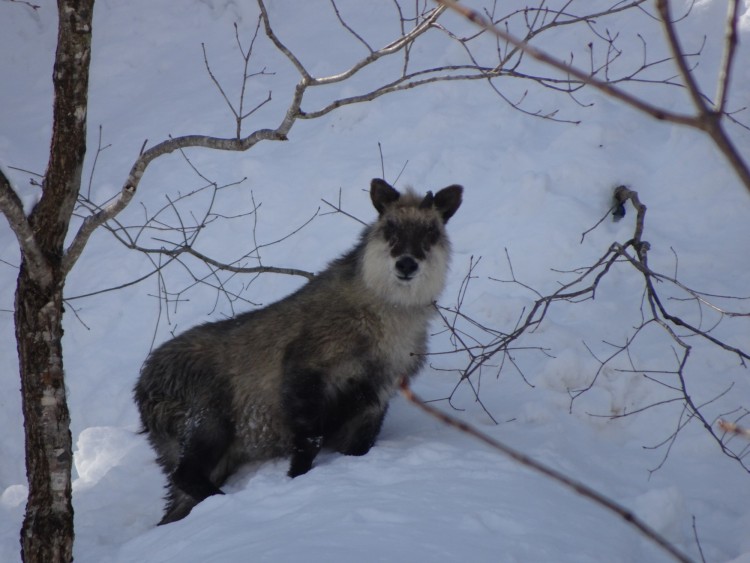 female serow in the snow staring at camera