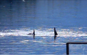 A cow and calf Orca (Killer Whales) swimming past the ferry in the Wrangell Narrows.