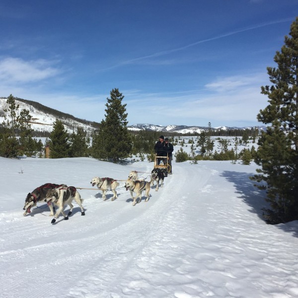 dogsledding under blue sky