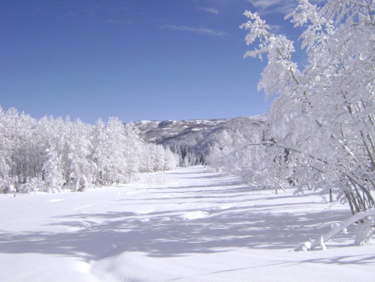 snow covered road and trees with mountains in background