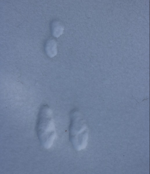 snowshoe hare tracks in the snow