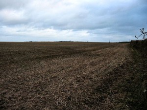 South Hams' field view