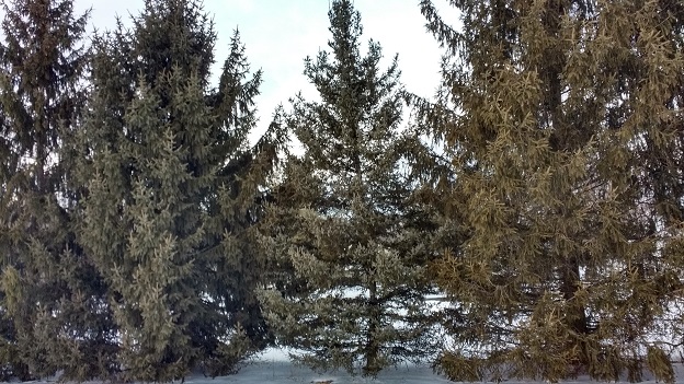 group of spruce trees in the snow