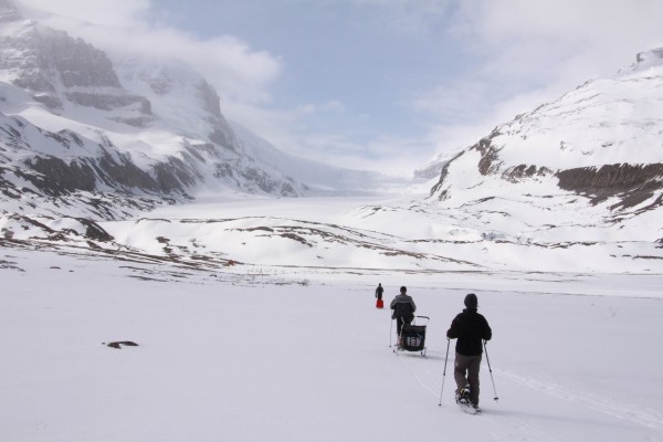 trail of hikers snowshoeing up to the Athabasca Glacier