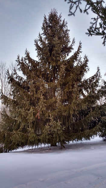 large evergreen tree in snow