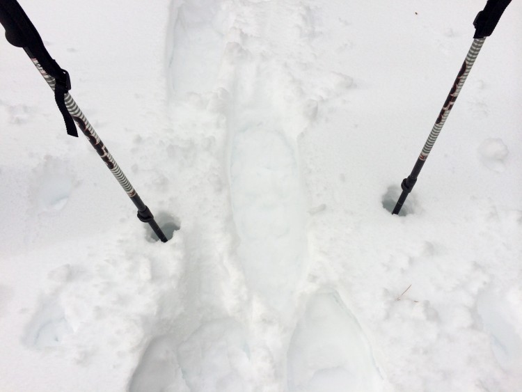 snowshoe poles stuck in deep powder snow in Jackson Hole WY
