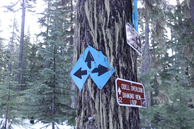 blue trail sign on tree