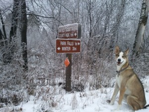 Cooper looks for laggards on the Tuscobia Winter Ultra Trails