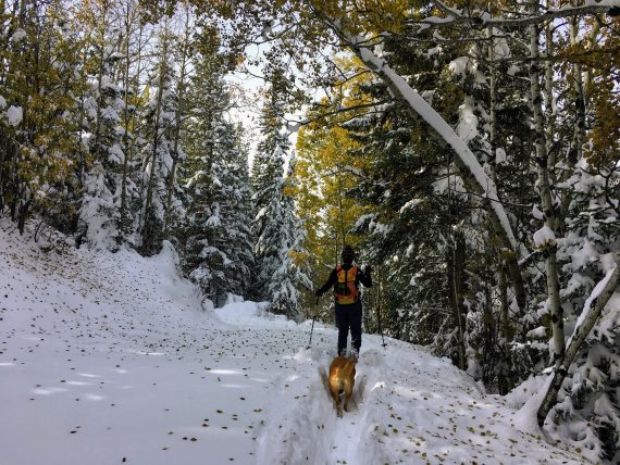 hiker and pet on snowy trail in Alberta